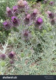 Image result for Ptilostemon afer