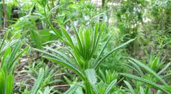 Image result for Galium aparine
