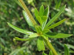 Attēlu rezultāti vaicājumam “Galium album”