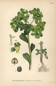 Attēlu rezultāti vaicājumam “Euphorbia helioscopia”