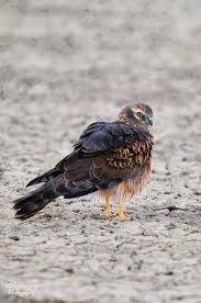 Attēlu rezultāti vaicājumam “Circus pygargus adult”