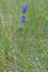 Attēlu rezultāti vaicājumam “Gentiana pneumonanthe”