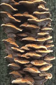 Attēlu rezultāti vaicājumam “Inonotus radiatus”