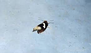 Attēlu rezultāti vaicājumam “Epiblema foenella”