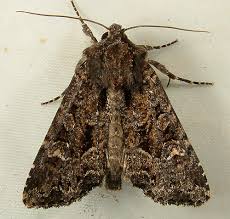 Attēlu rezultāti vaicājumam “Apamea remissa”