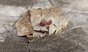 Attēlu rezultāti vaicājumam “Typhula setipes”