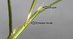 Attēlu rezultāti vaicājumam “Stuckenia pectinata”
