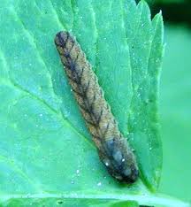 Attēlu rezultāti vaicājumam “Tenthredo campestris”