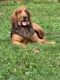 Image result for Carlisle BloodHounds