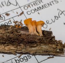 Attēlu rezultāti vaicājumam “Arrhenia spatulata”