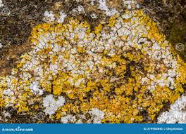 Attēlu rezultāti vaicājumam “Caloplaca saxicola”