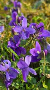 Image result for violet