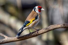 Attēlu rezultāti vaicājumam “Carduelis carduelis”