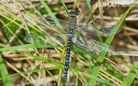 Attēlu rezultāti vaicājumam “Aeshna mixta male”