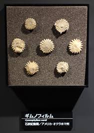 Attēlu rezultāti vaicājumam “Campylophyllum calcareum sporophyte”