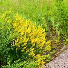 Image result for Genista tinctoria