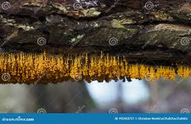 Attēlu rezultāti vaicājumam “Badhamia utricularis”