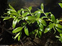 Attēlu rezultāti vaicājumam “Salix x fragilis”