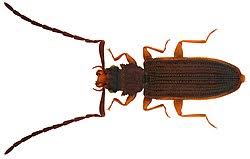 Attēlu rezultāti vaicājumam “Dendrophagus crenatus”