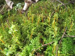 Attēlu rezultāti vaicājumam “Plagiomnium undulatum”