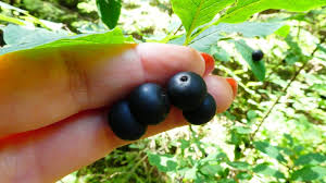 Attēlu rezultāti vaicājumam “Lonicera ferdinandii fruit”