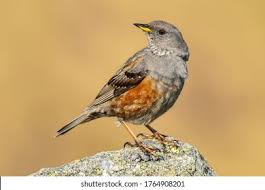 Image result for Prunella collaris