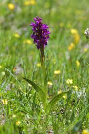 Attēlu rezultāti vaicājumam “Dactylorhiza cruenta”