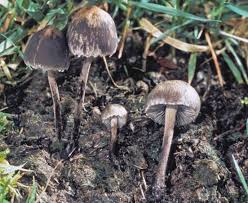 Attēlu rezultāti vaicājumam “Panaeolus papilionaceus”