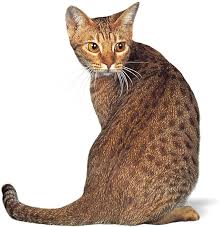 Attēlu rezultāti vaicājumam “Carnivora”