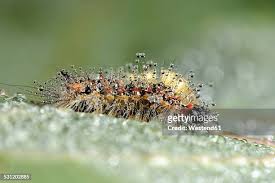 Attēlu rezultāti vaicājumam “Orgyia antiqua”