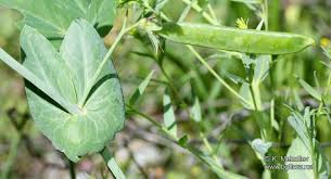 Attēlu rezultāti vaicājumam “Pisum sativum fruit”