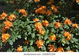 Attēlu rezultāti vaicājumam “Rhododendron calendulaceum flower”