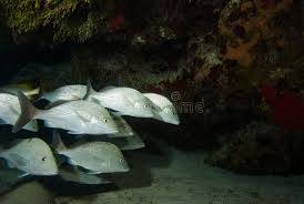 Image result for Haemulon album