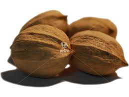 Attēlu rezultāti vaicājumam “Carya ovata fruit”