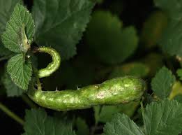 Attēlu rezultāti vaicājumam “Diastrophus rubi”