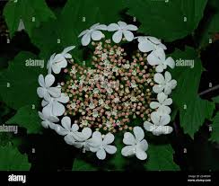 Attēlu rezultāti vaicājumam “Viburnum opulus bud”