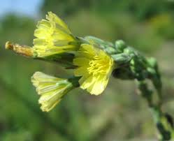 Attēlu rezultāti vaicājumam “Lactuca sativa flower”