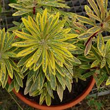 Image result for Wolfsmilch