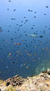 Image result for British Sub-Aqua Teesside 43 Branch