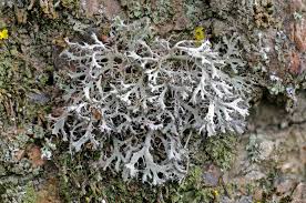 Attēlu rezultāti vaicājumam “Anaptychia ciliaris”