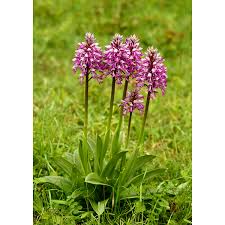 Attēlu rezultāti vaicājumam “Orchis militaris flower”
