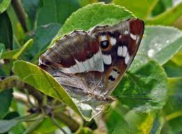Attēlu rezultāti vaicājumam “Apatura iris female”