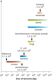 Image result for genome sizes