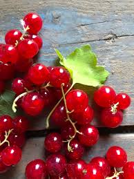 Bildergebnis für rote johannisbeeren