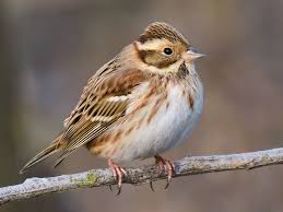 Image result for Emberiza rustica