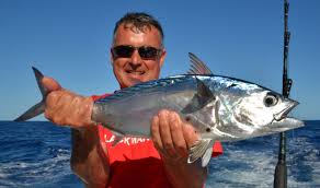 Image result for Euthynnus affinis