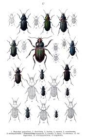 Attēlu rezultāti vaicājumam “Poecilus lepidus”