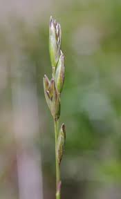 Attēlu rezultāti vaicājumam “Danthonia decumbens bud”