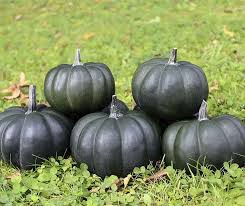 Attēlu rezultāti vaicājumam “Cucurbita pepo”