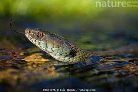 Attēlu rezultāti vaicājumam “Natrix natrix adult”